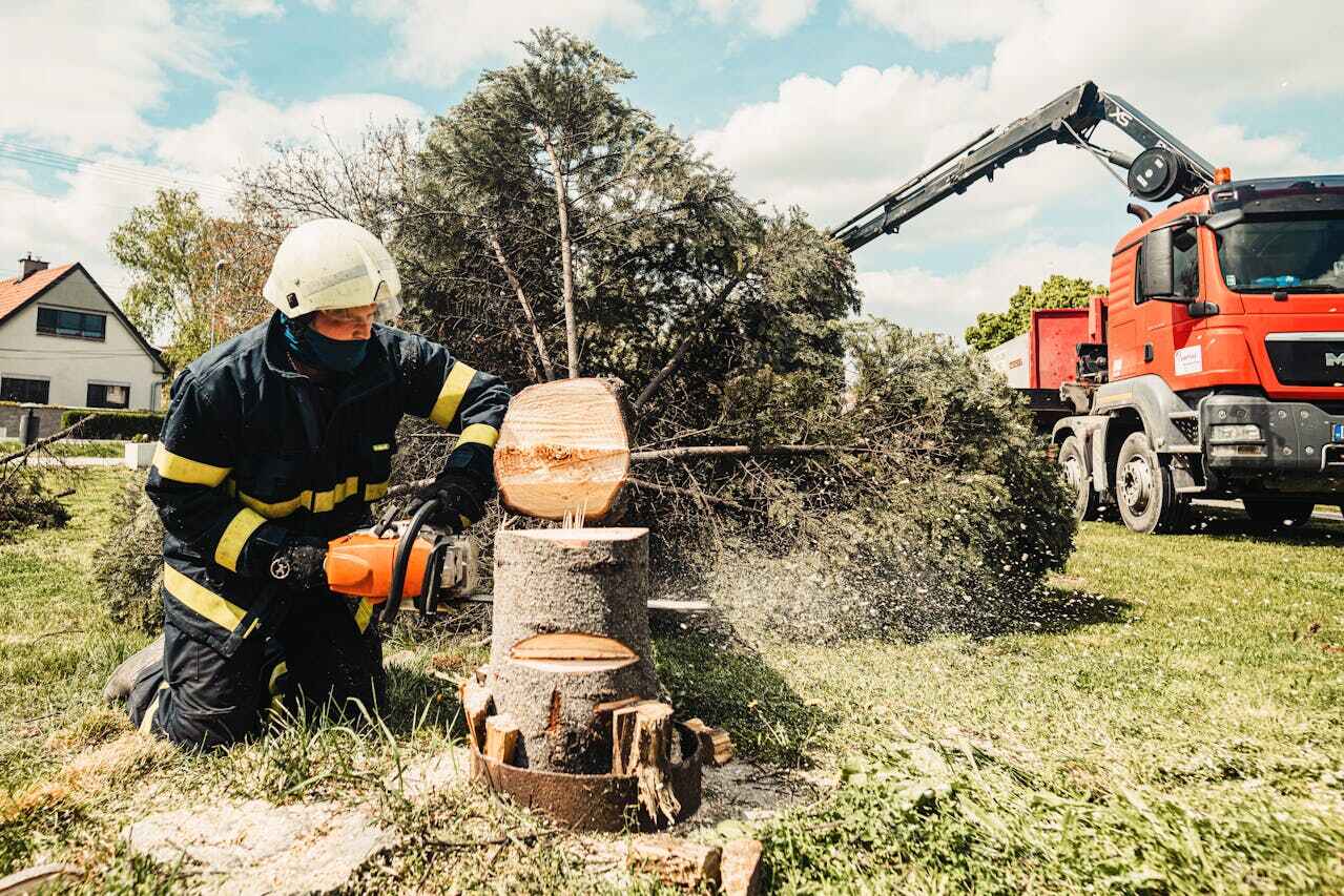 Tree Root Removal in Fort Polk South, LA